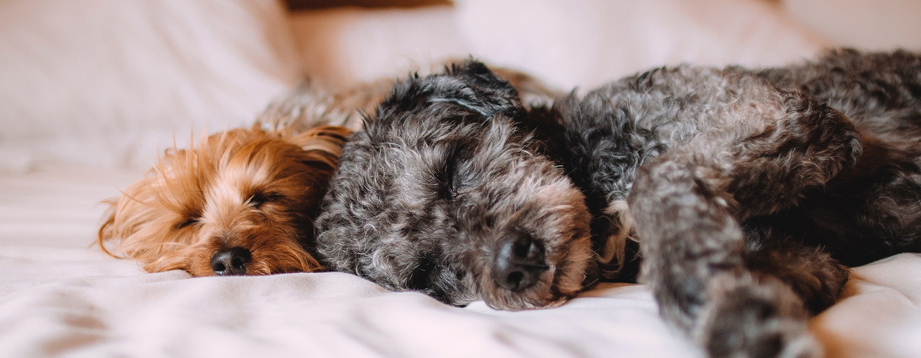 lifestyle image of pets laying down in a bright bedroom